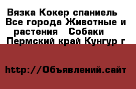 Вязка Кокер спаниель - Все города Животные и растения » Собаки   . Пермский край,Кунгур г.